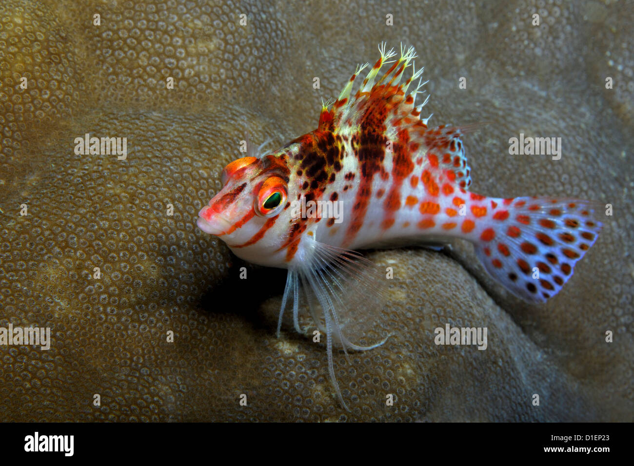 Longnose Hawkfish (Oxycirrhites Typus) auf Steinkorallen, in der Nähe von Puerto Galera, Mindoro, Philippinen, Pazifik, Unterwasser Schuss Stockfoto