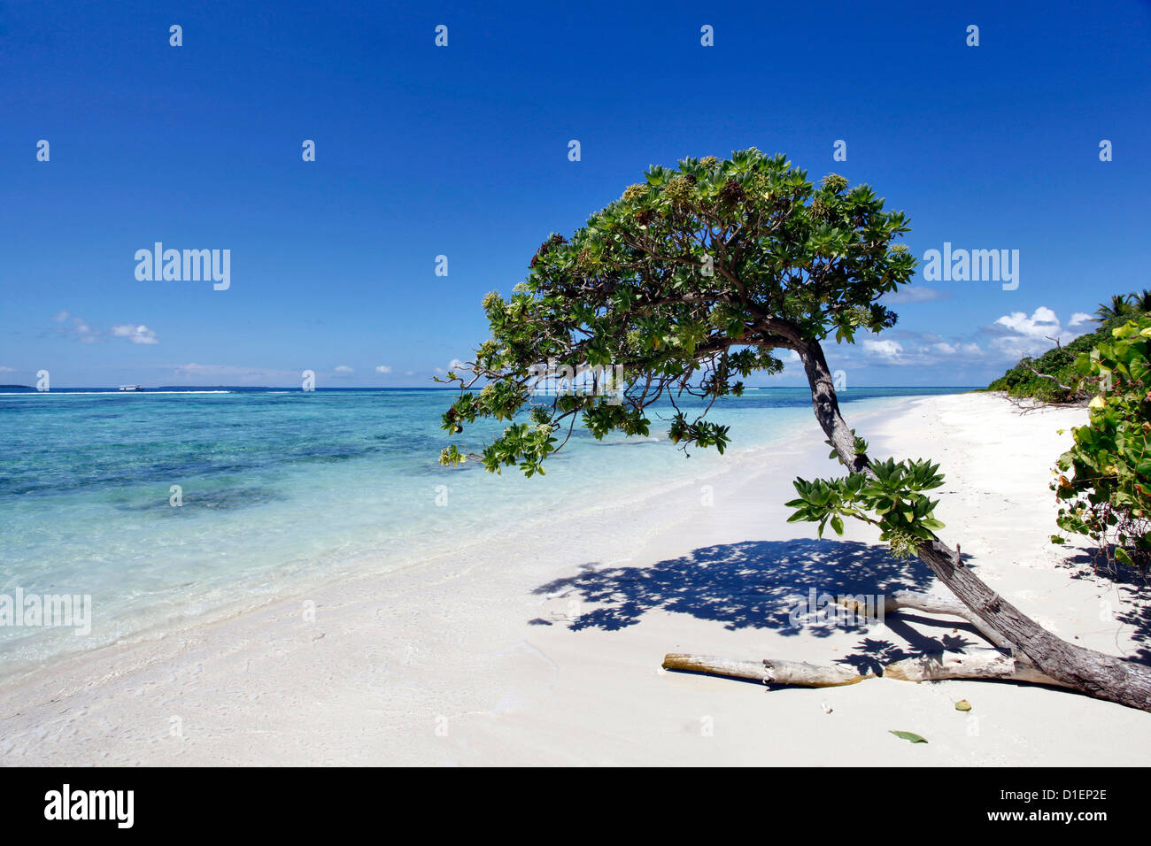 Baum am Strand auf einer Insel in der Baa Atoll, Malediven Stockfoto