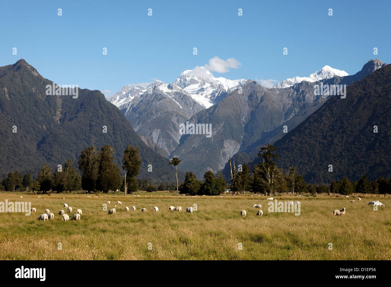 Fox-Gletscher umgeben von Bergen und Wiesen mit Schafen, Südinsel, Neuseeland Stockfoto