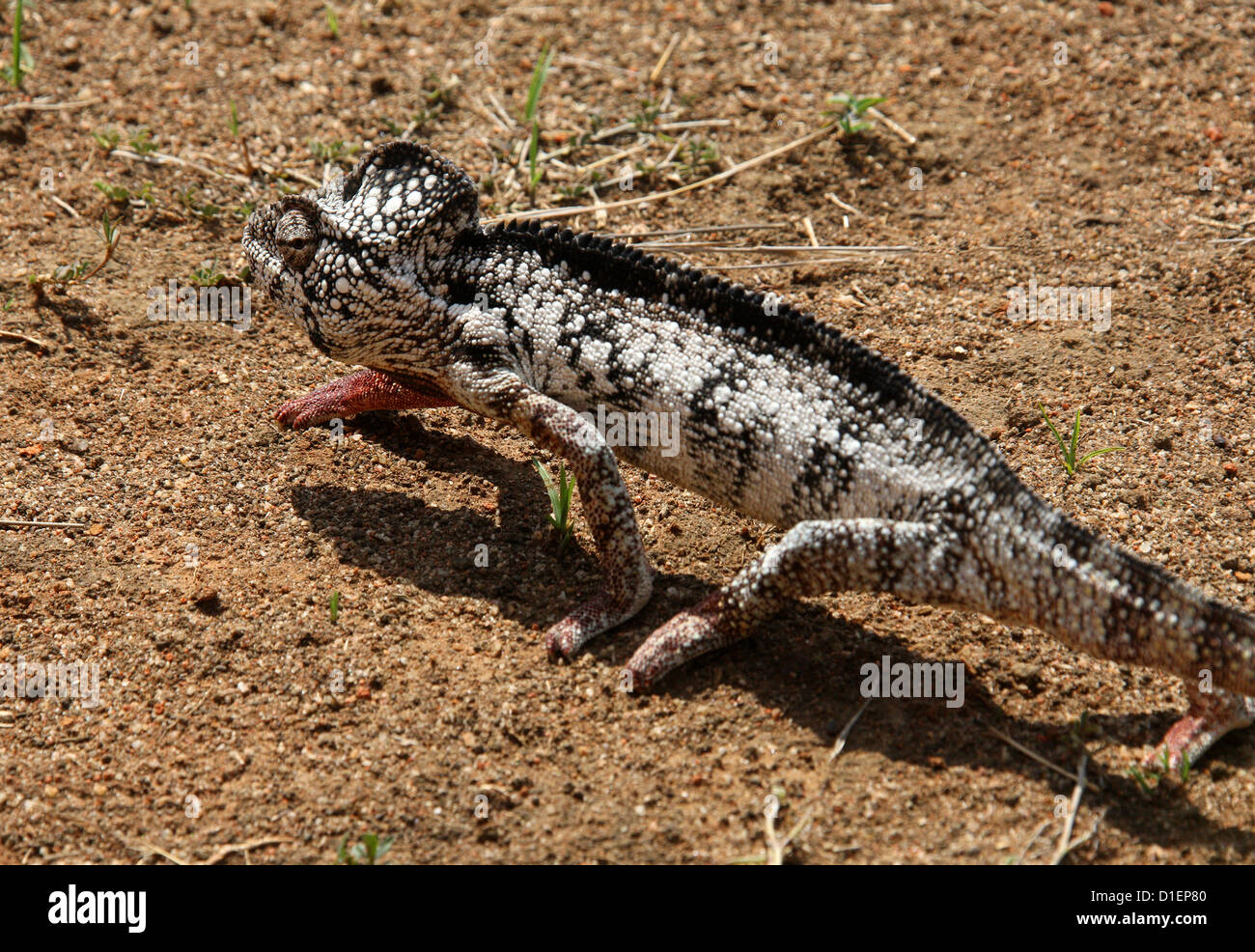 Die Oustalet oder madagassische riesige Chamäleon Furcifer Oustaleti, aka Chamaeleon Oustaleti. Madagaskar, Afrika. Stockfoto