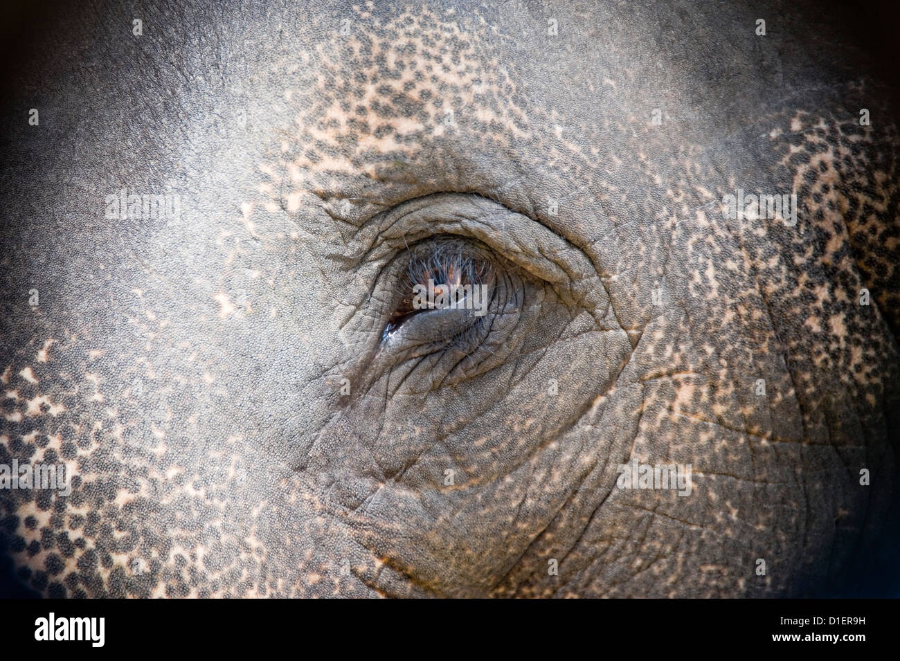 Horizontale Nahaufnahme Portrait eines indischen Elefanten Auge. Stockfoto