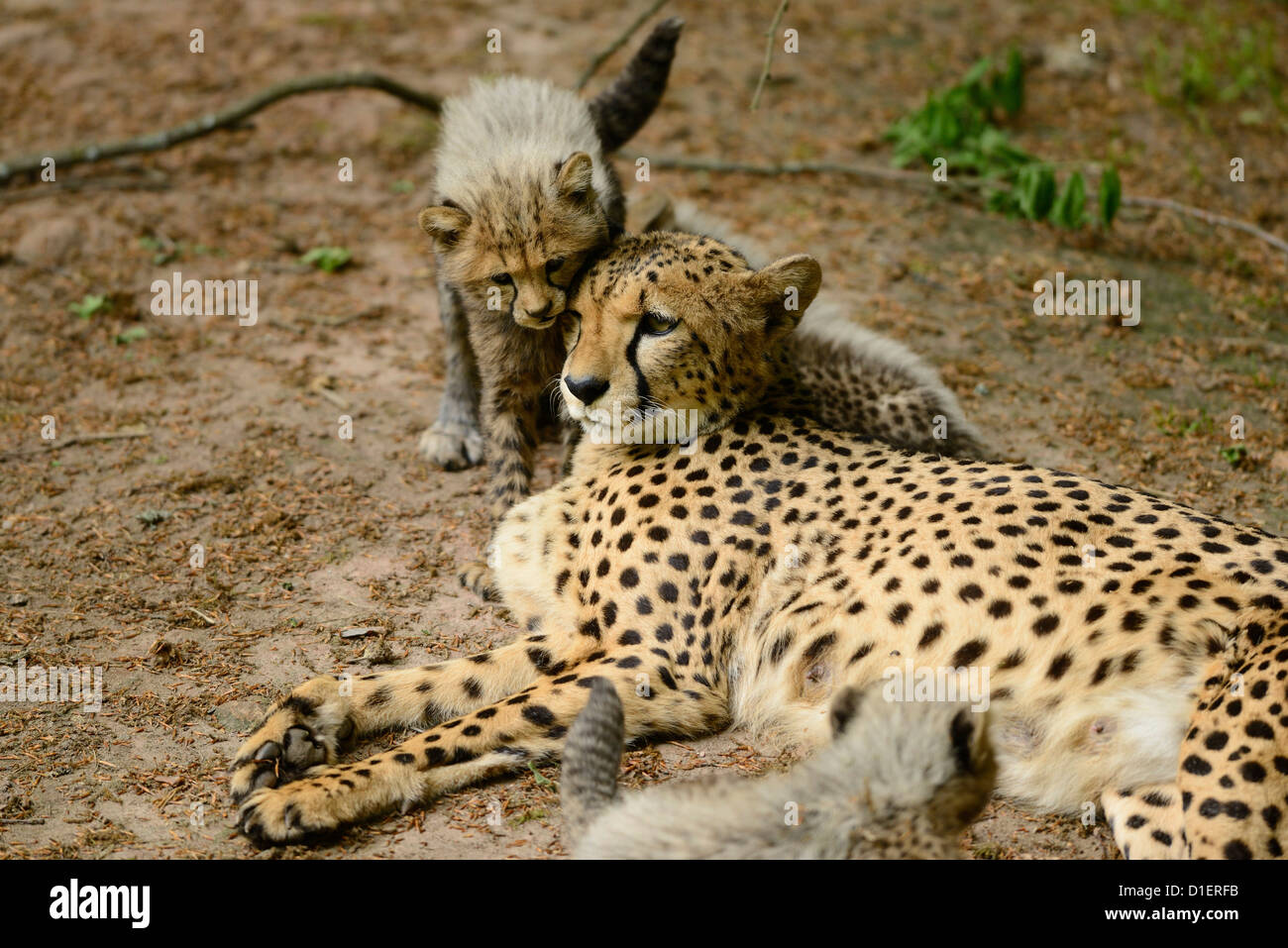 Gepard (Acinonyx Jubatus) mit Jungtieren Stockfoto