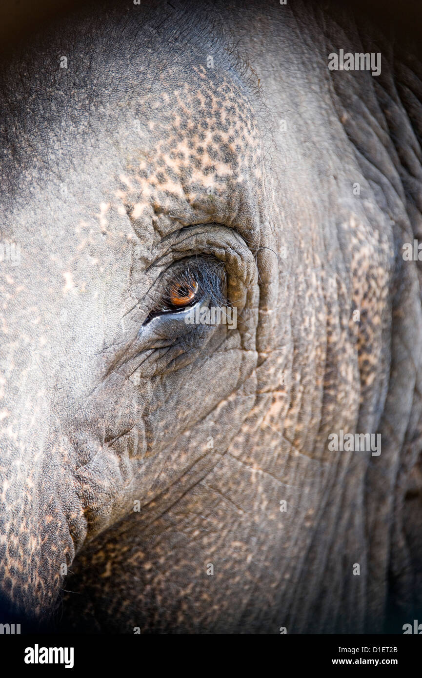 Vertikale Nahaufnahme Portrait eines indischen Elefanten Auge. Stockfoto