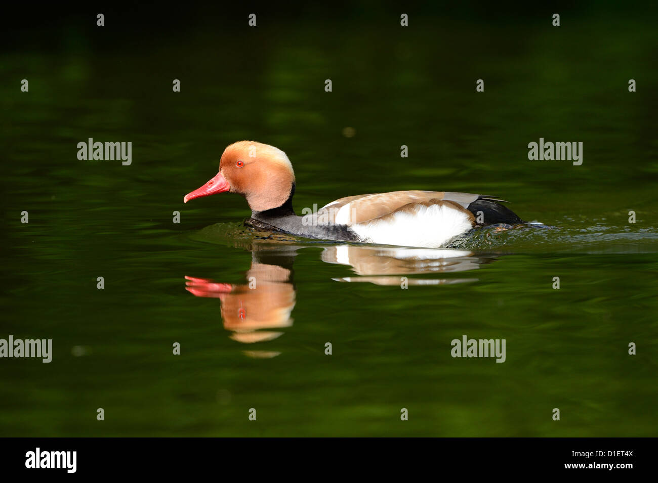 Rot-crested Tafelenten (Netta Rufina) schwimmt auf Wasser Stockfoto