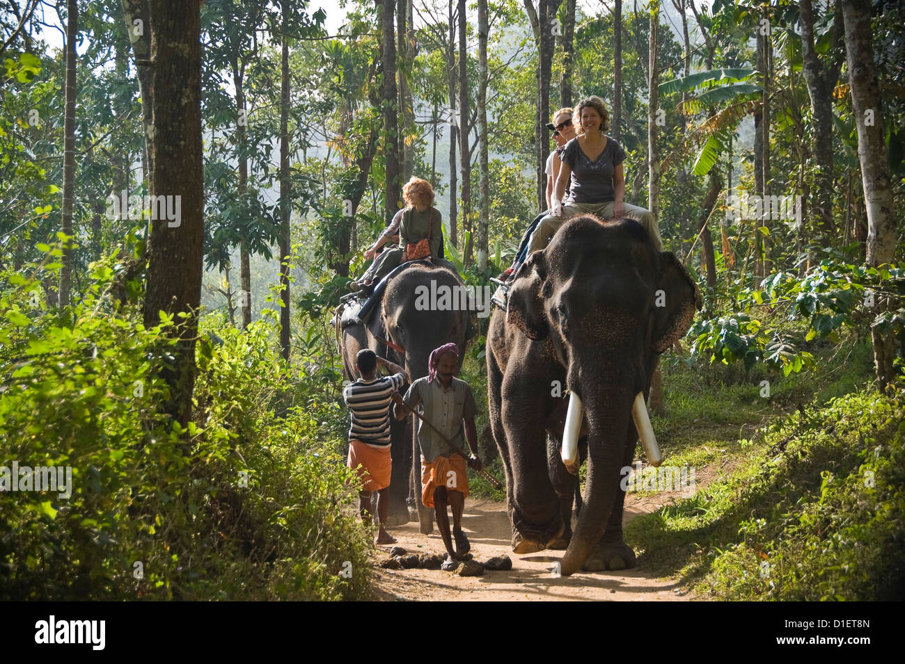 Horizontale Porträt von westlichen Touristen, die indische Elefanten reiten, auf einer Wanderung durch den Dschungel in Kerala. Stockfoto