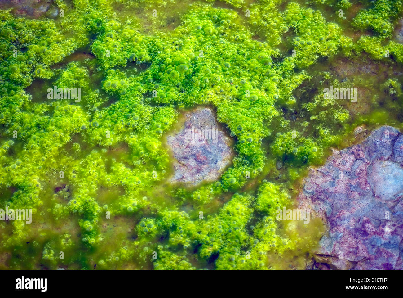 Nahaufnahme von Algen im flachen Wasser Stockfoto