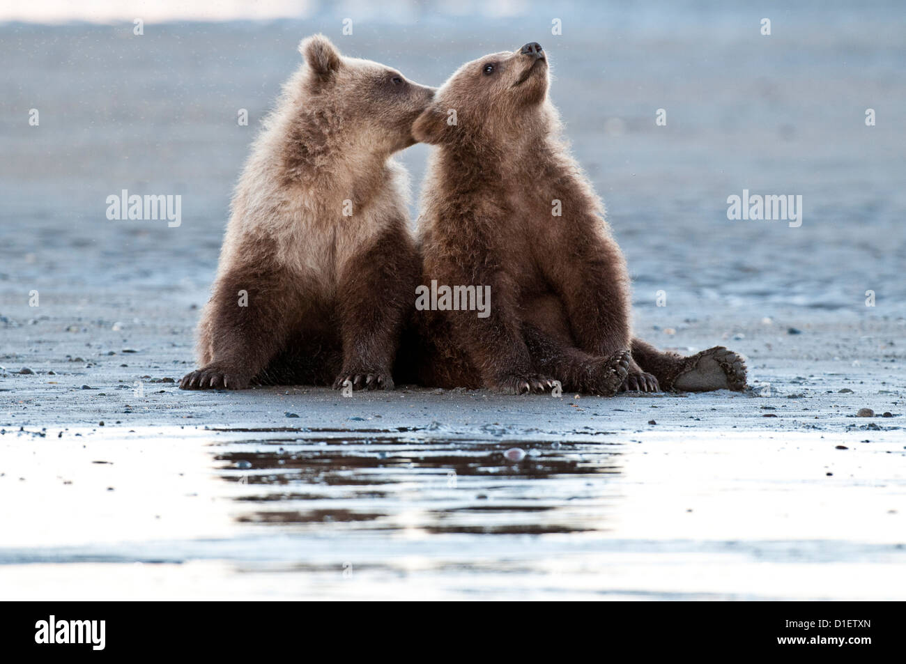 Braun Bärenjungen auf Gezeiten-Ebenen; Lake-Clark-Nationalpark, AK Stockfoto