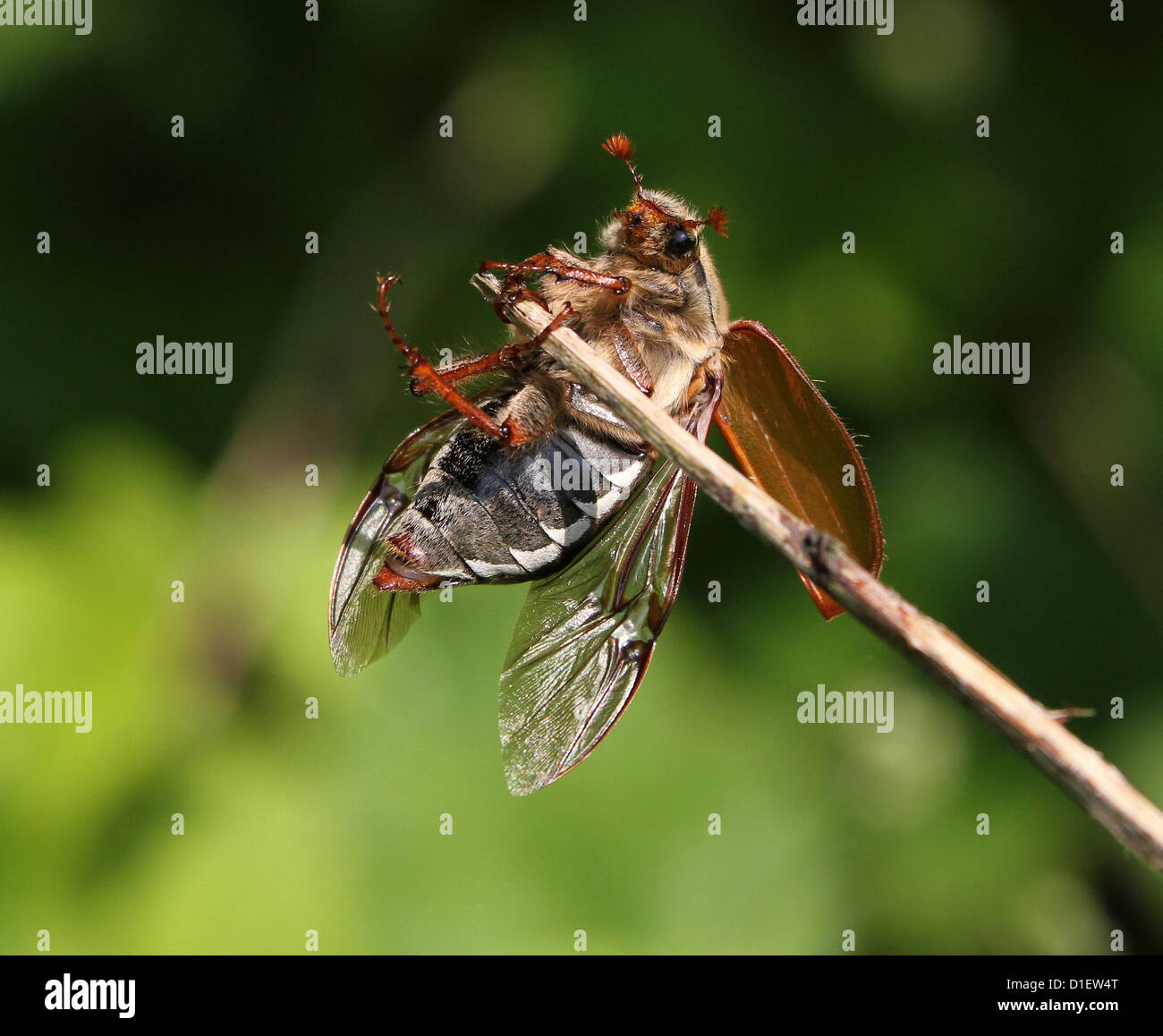 Makro eines Käfers Maikäfer (Melolontha Melolontha, auch bekannt als Fehler kann) mit gefalteten Flügeln offen detailliert Stockfoto