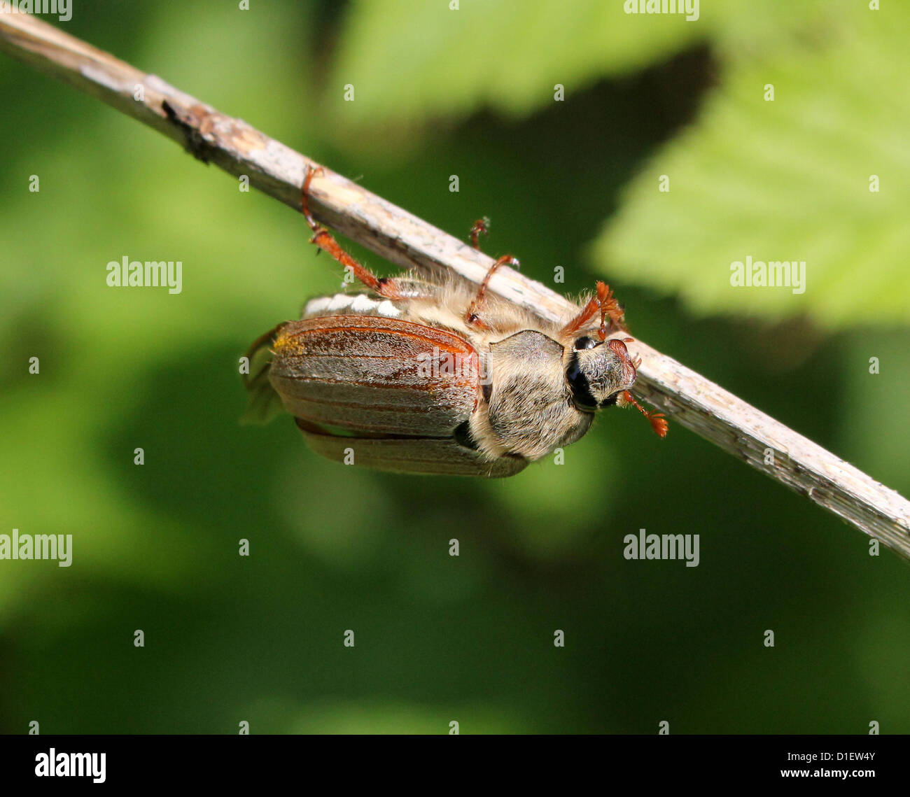 Makro eines Käfers Maikäfer (Melolontha Melolontha, auch bekannt als Fehler kann) mit gefalteten Flügeln offen detailliert Stockfoto