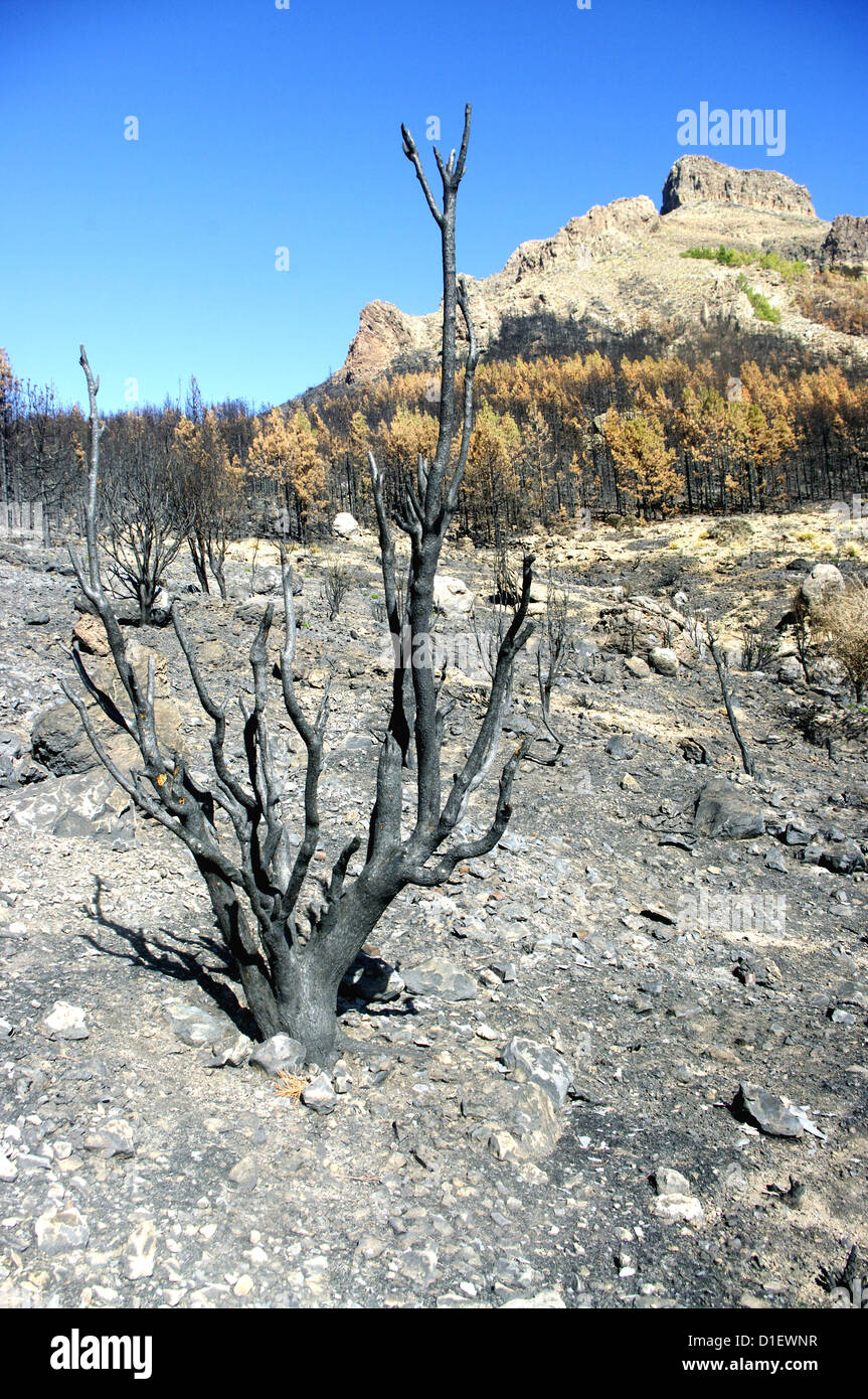 Teneriffa - wilde Feuerschaden, Kiefernwälder Stockfoto