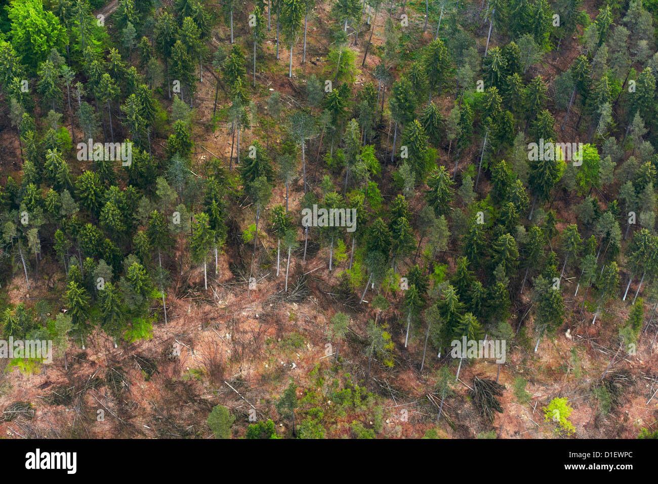 Tannenwald im Donautal, Luftaufnahme Stockfoto
