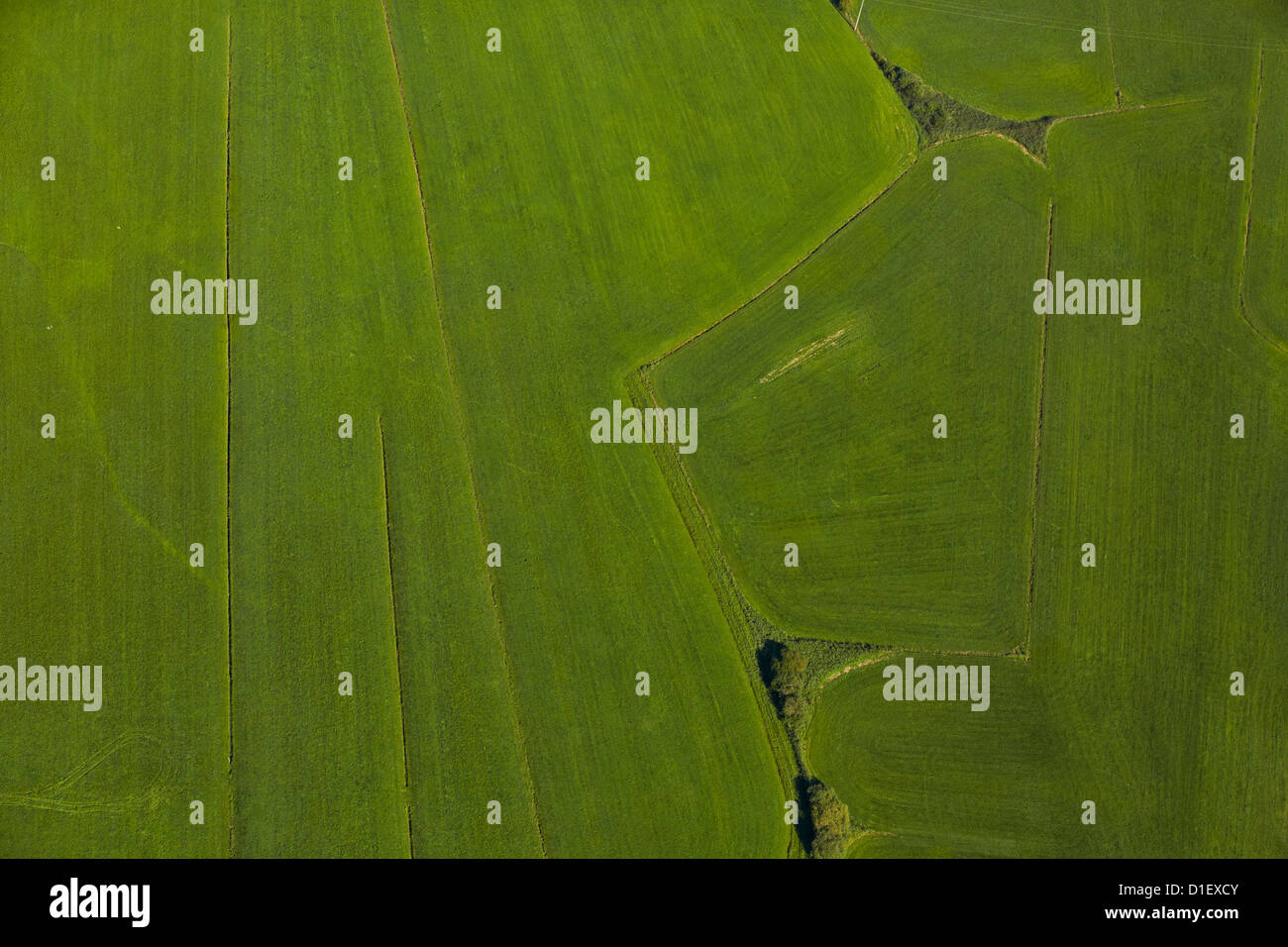 Grüne Felder und Wiesen, Luftaufnahme Stockfoto
