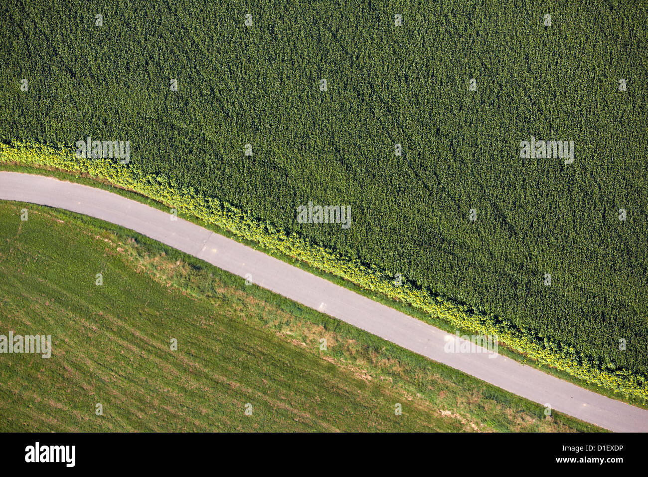 Pfad und Kornfeld mit Sonnenblumen, Luftaufnahme Stockfoto