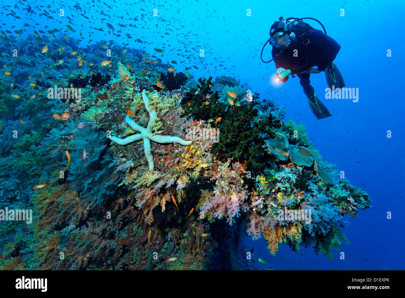 Taucher am Riff-Landschaft mit Seastar, Baa Atoll, Malediven, unter Wasser geschossen Stockfoto