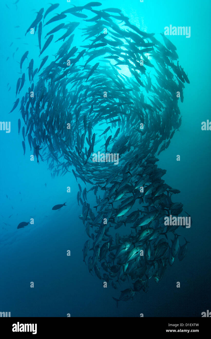 Schule für Großaugenthun Makrelen (Caranx Sexfasciatus) bei Liberty Wrack, Tulamben, Bali, Indonesien, Pazifischen Ozean, unter Wasser geschossen Stockfoto