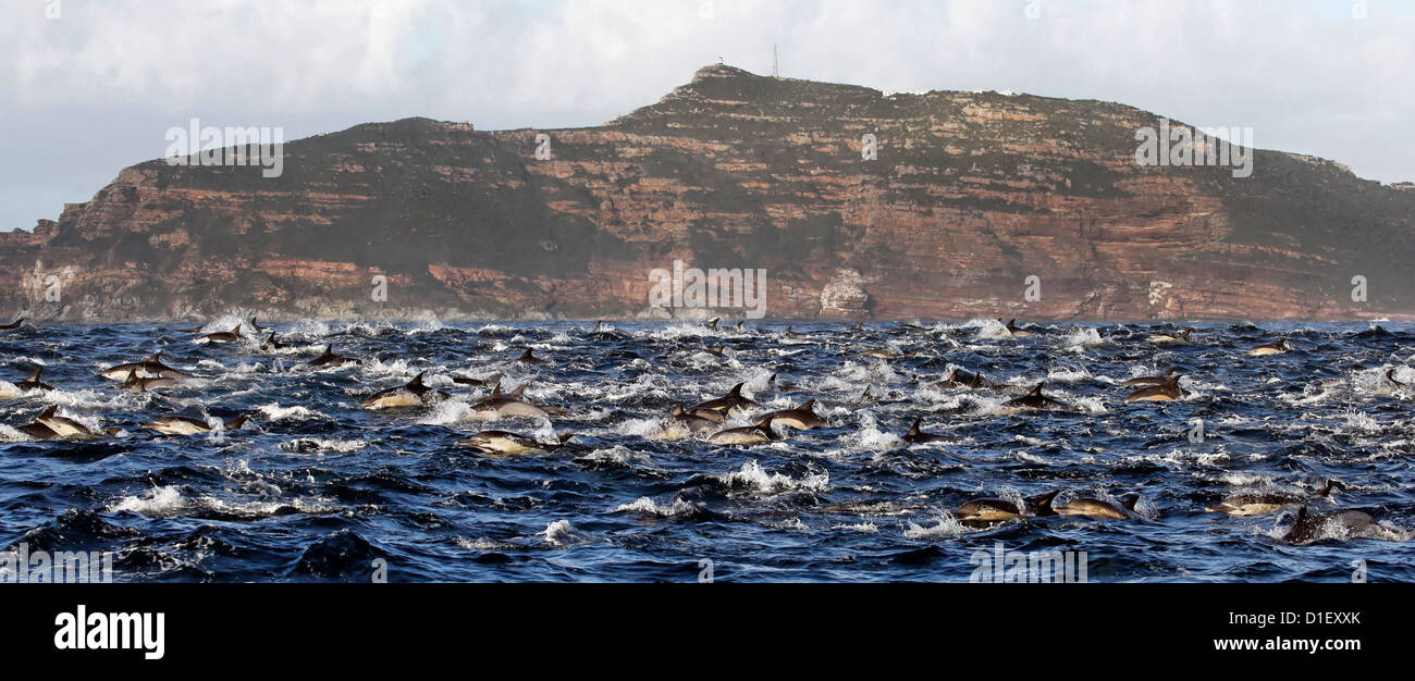 Große Gruppe von dusky Delphine (Lagenorhynchus Obscurus) vor Cape Point, Südafrika Stockfoto