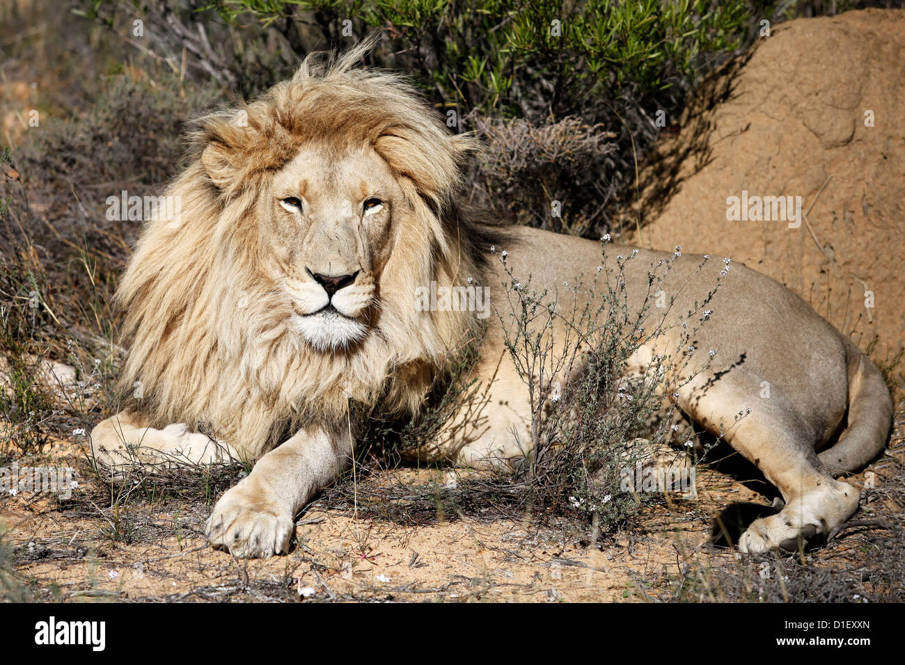 Männlicher Löwe im Wildpark in der Nähe von Cape Town, Südafrika Stockfoto