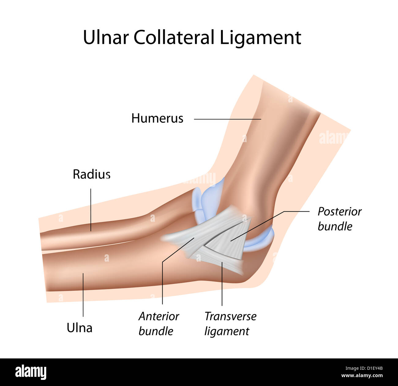 Ulnaren Seitenbandes des Ellenbogens Stockfoto Ulnaren Seitenbandes des Ellenbogens Stockfoto