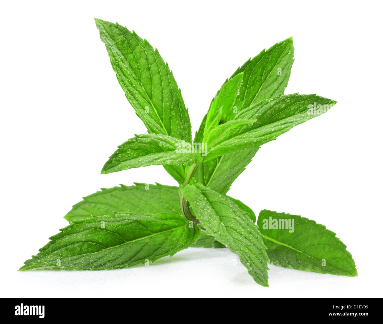 frische grüne Blätter von Melissa isoliert auf weißem Hintergrund Stockfoto