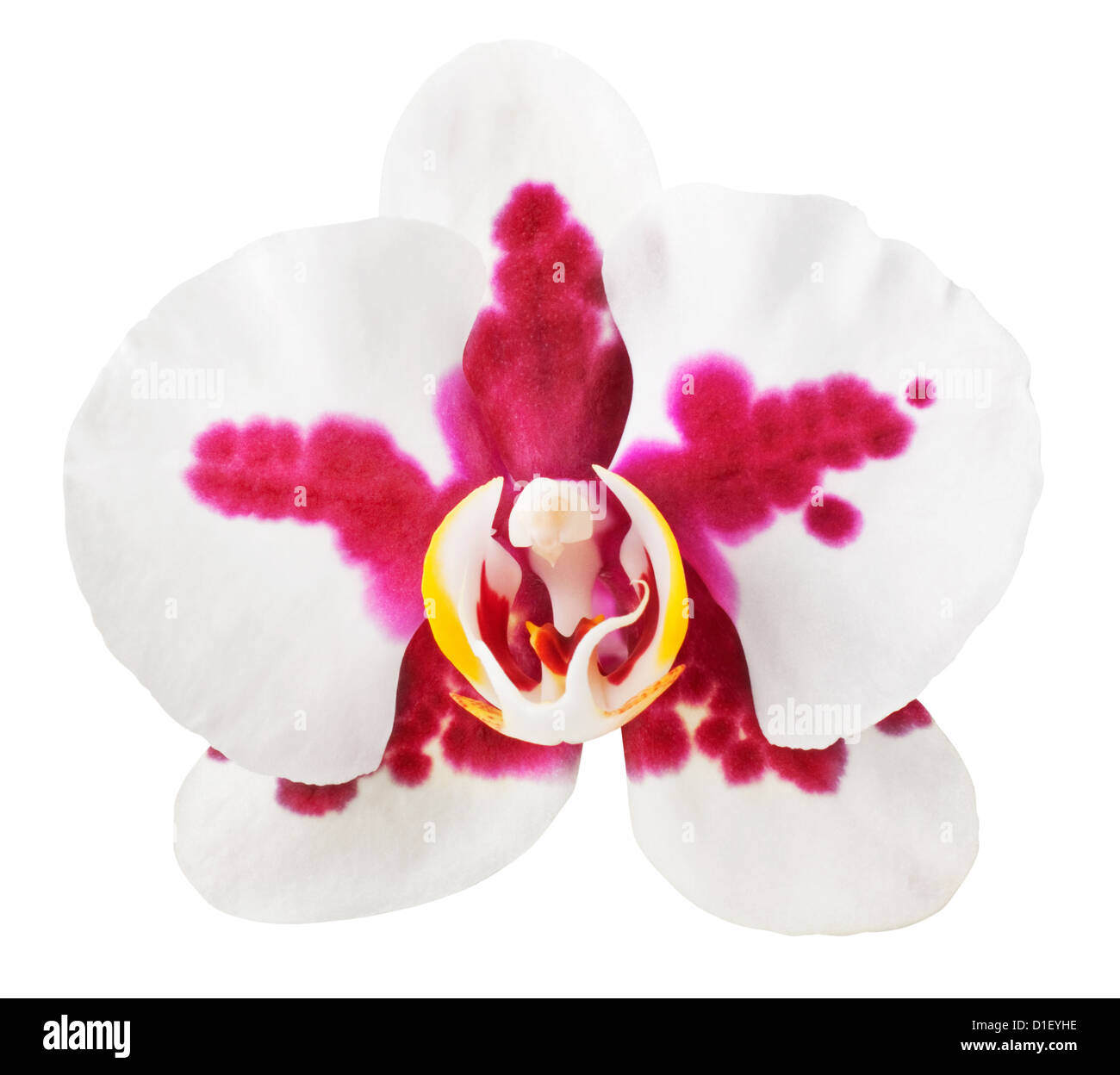 Rot weisse orchidee -Fotos und -Bildmaterial in hoher Auflsung  Alamy