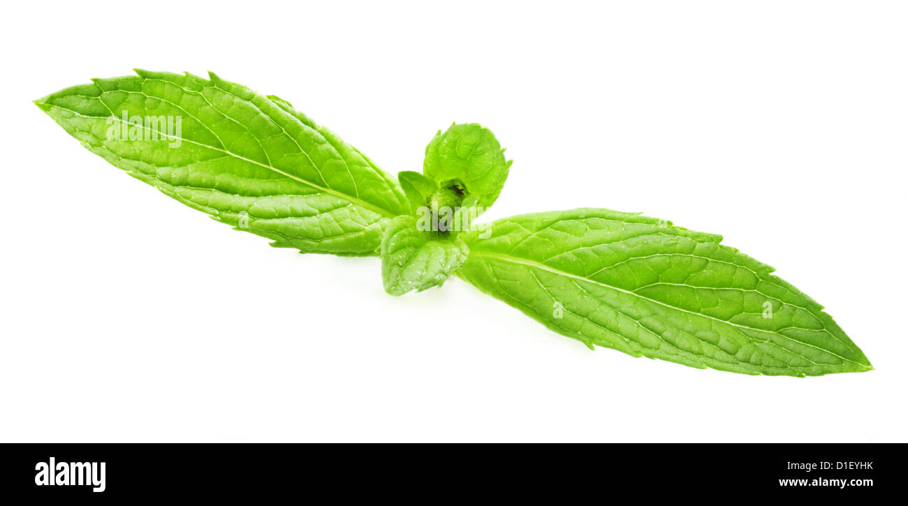 frische grüne Blätter von Melissa isoliert auf weißem Hintergrund Stockfoto