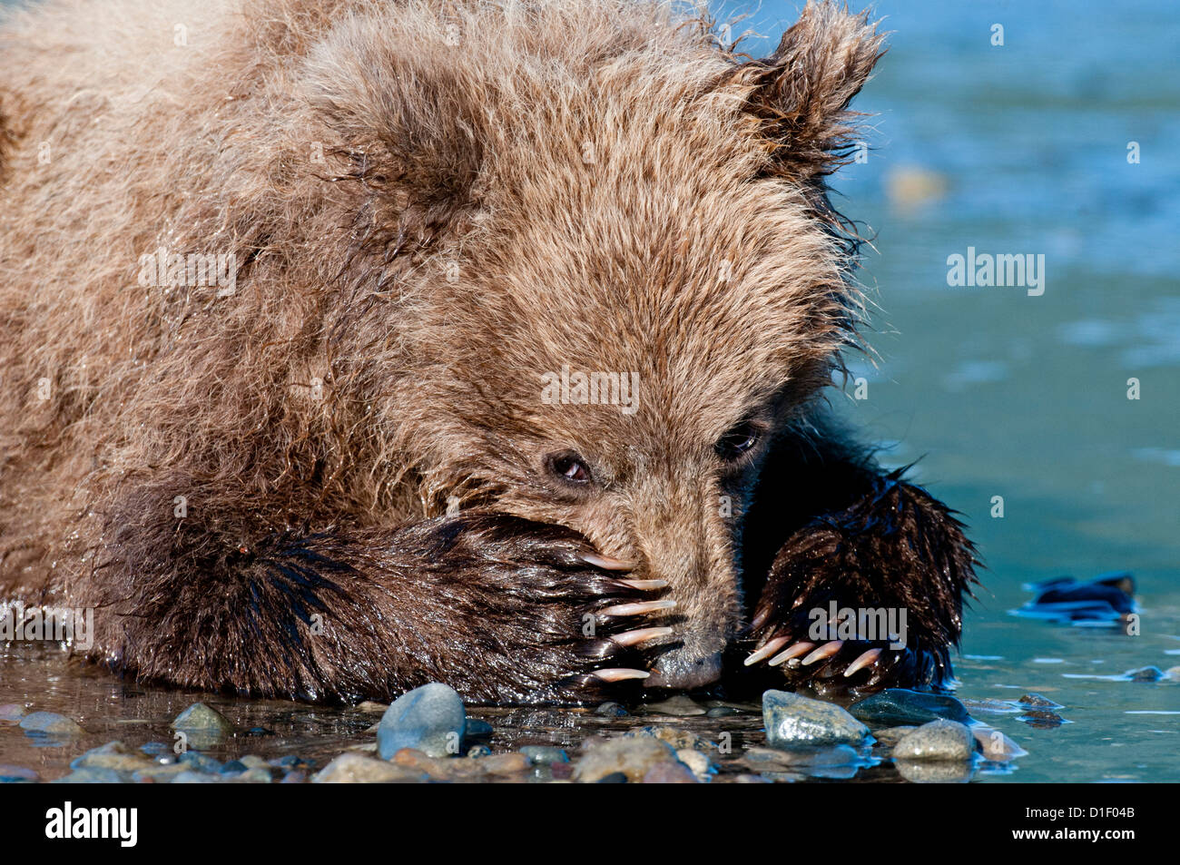Brown Bear Cub auf Gezeiten-Ebenen; Lake-Clark-Nationalpark, AK Stockfoto