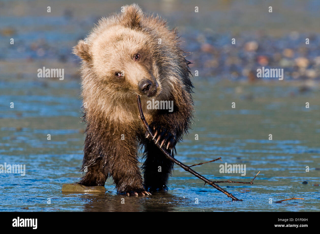 Brown Bear Cub mit Stick auf Gezeiten-Ebenen spielen; Lake-Clark-Nationalpark, AK Stockfoto