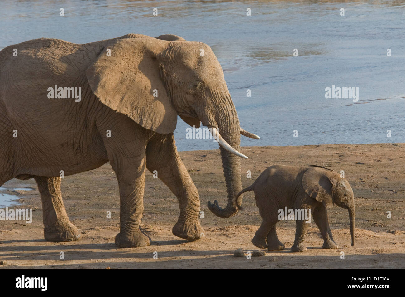 Baby-Elefant und zu Fuß durch die Küstenlinie des Uaso Nyiro River Mutter Stockfoto