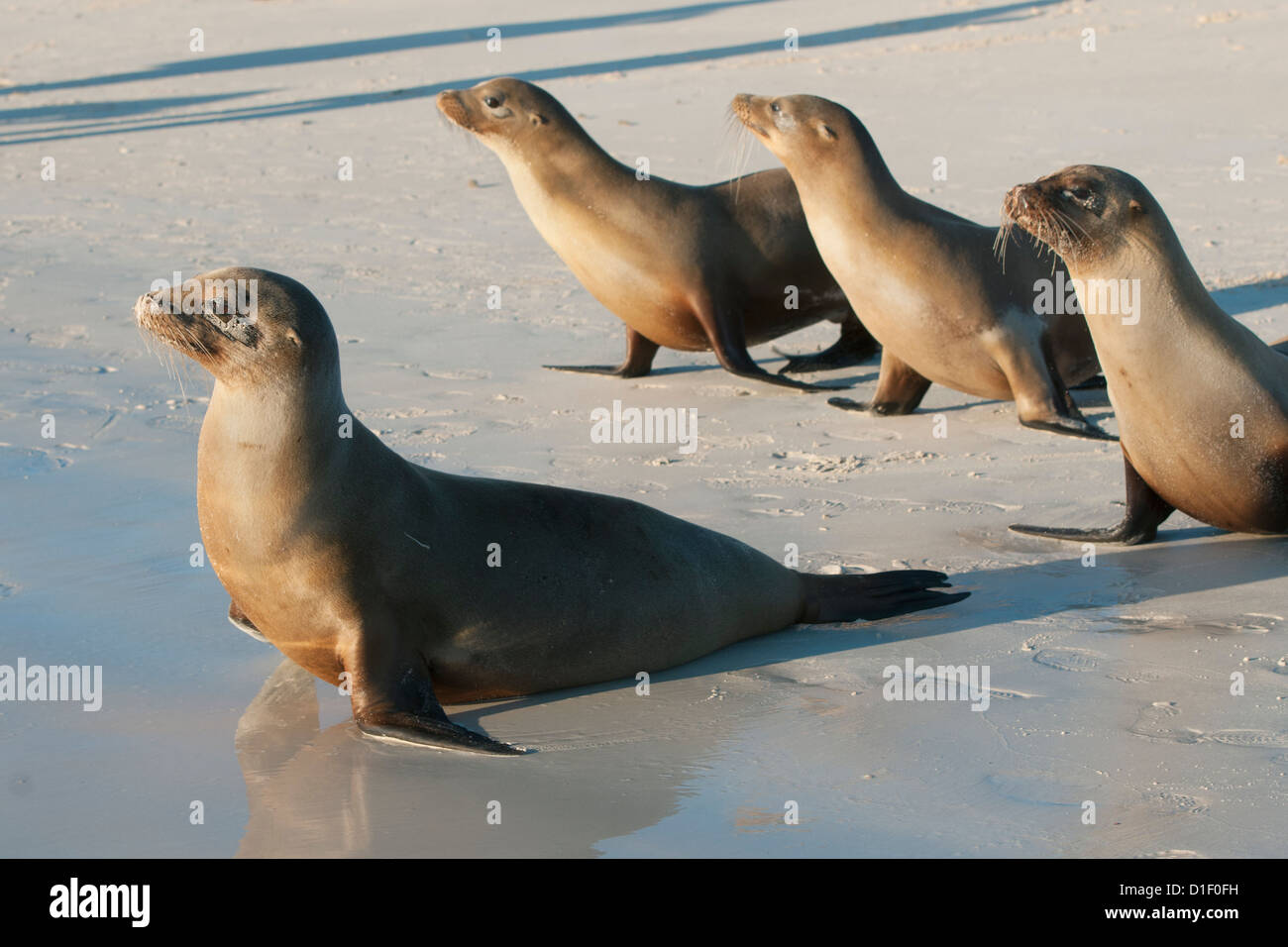 Galapagos-Seelöwe (Zalophus Wollebaeki) Richtung Meer, San Cristobal Insel, Galapagos, Ecuador Stockfoto