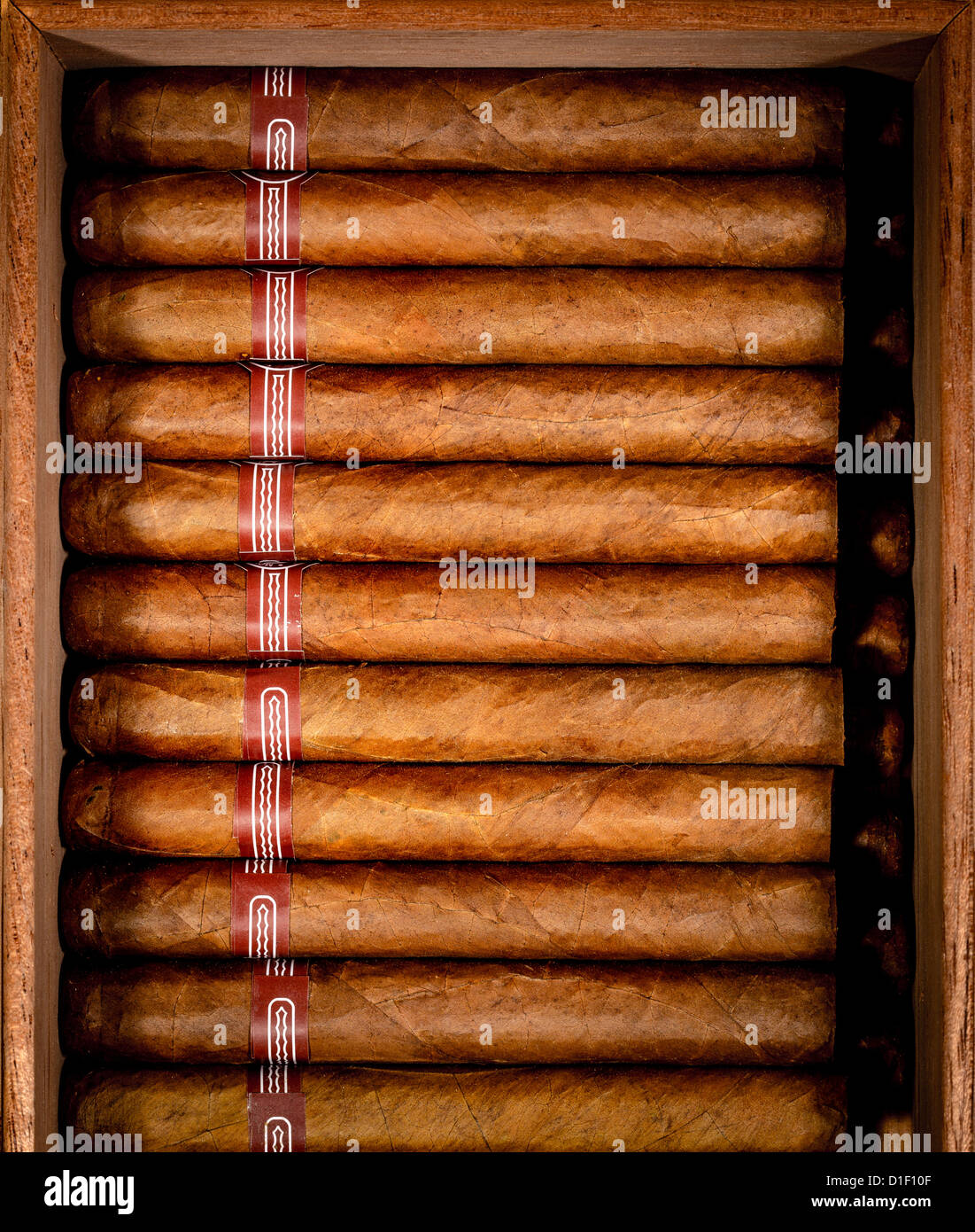 Nahaufnahme von Zigarren in offenen Humidor-box Stockfoto