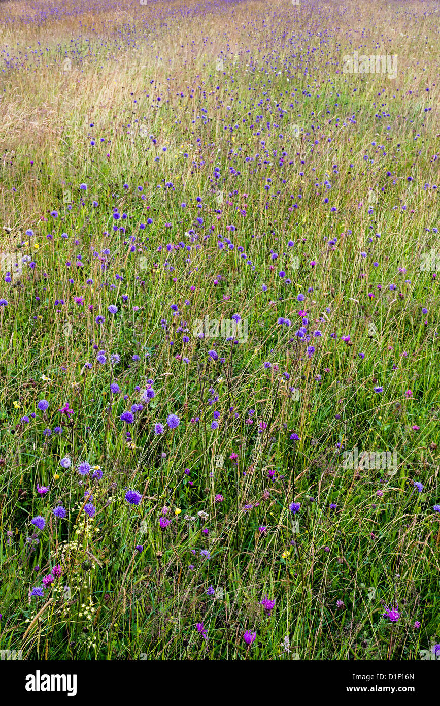 Brennerei Wiesen Naturschutzgebiet Wiltshire, Mähwiese Stockfoto