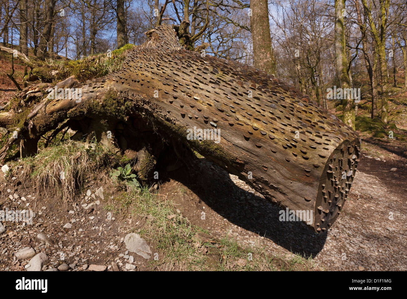 Geldbaum - alte gefallenen Baumstamm in Münzen, die für Glück, Elterwater, Cumbria, England, UK in gehämmert worden abgedeckt Stockfoto