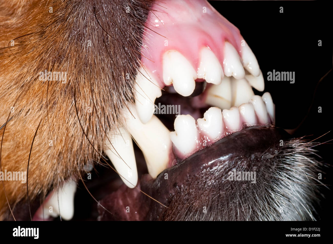 Hund-Zähne Stockfoto