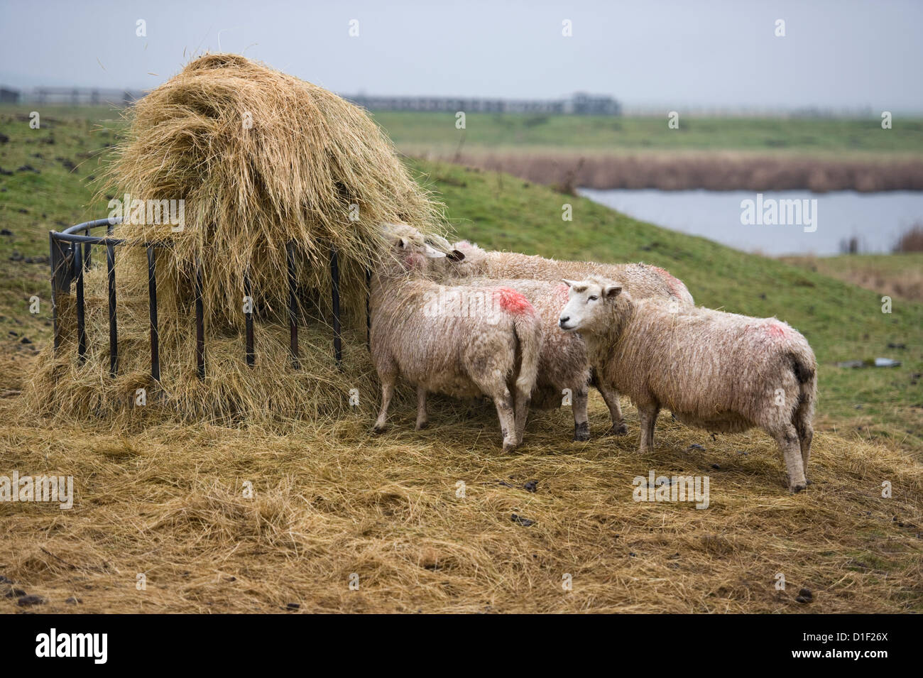 Schafe füttern Stockfoto