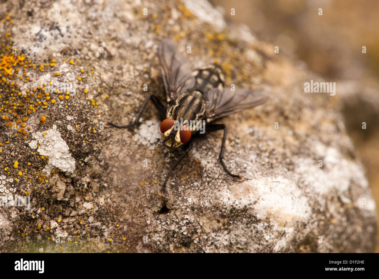 Gemeinsamen Fleisch Fly (Sarcophaga Carnaria) Stockfoto