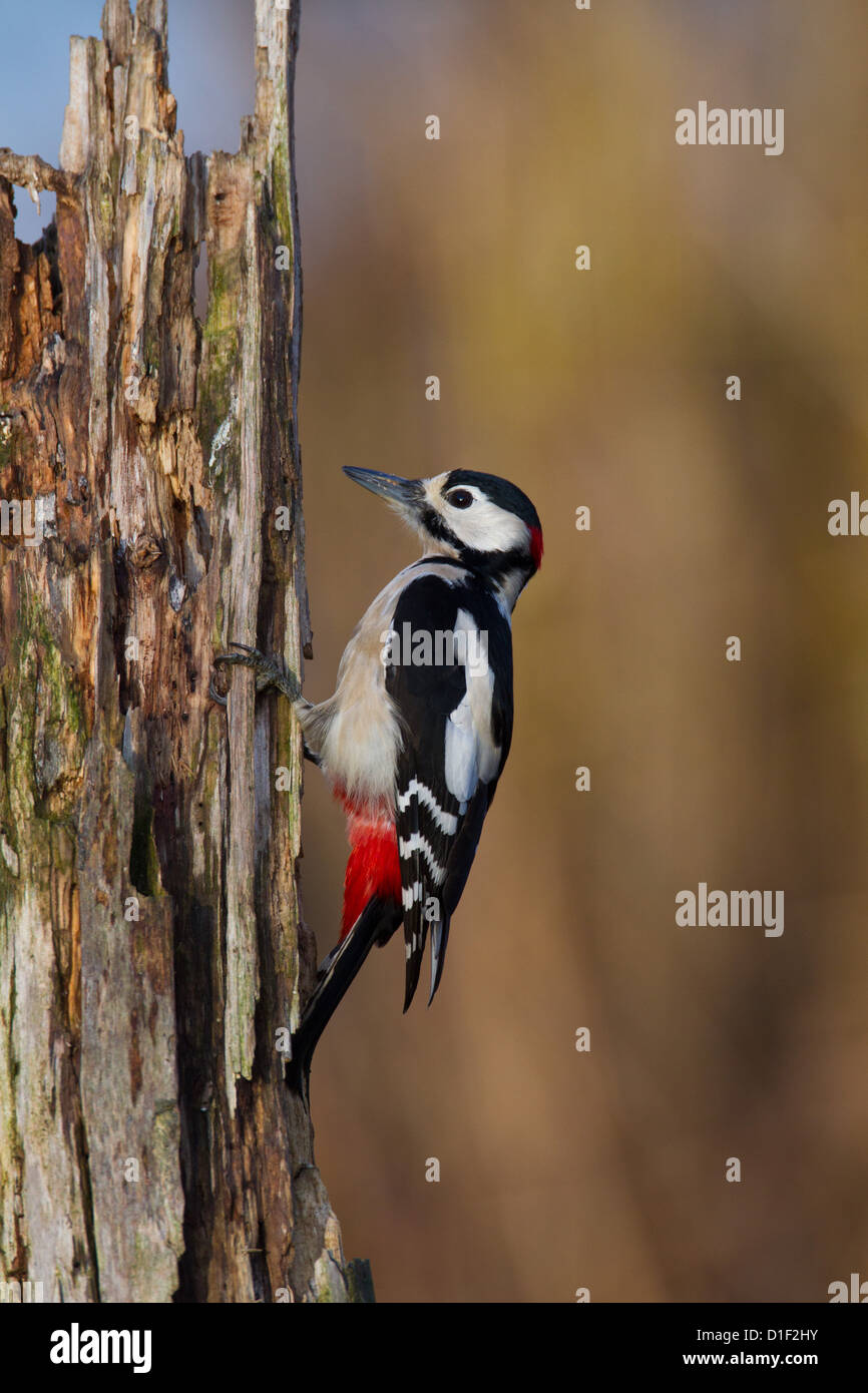 Buntspecht (Dendrocopos großen) an einem Baumstamm Stockfoto
