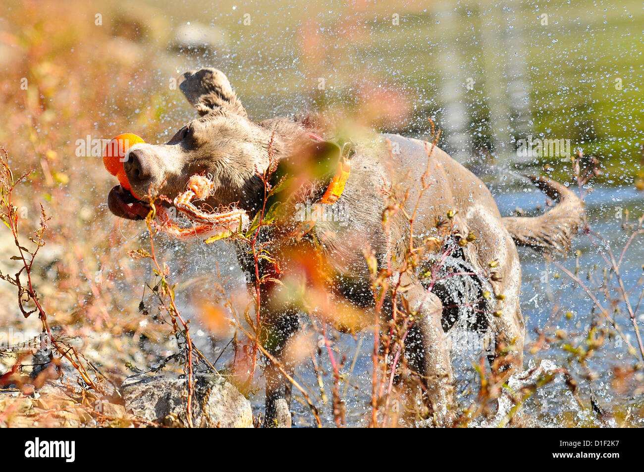 Labrador Retriever schütteln am See Stockfoto