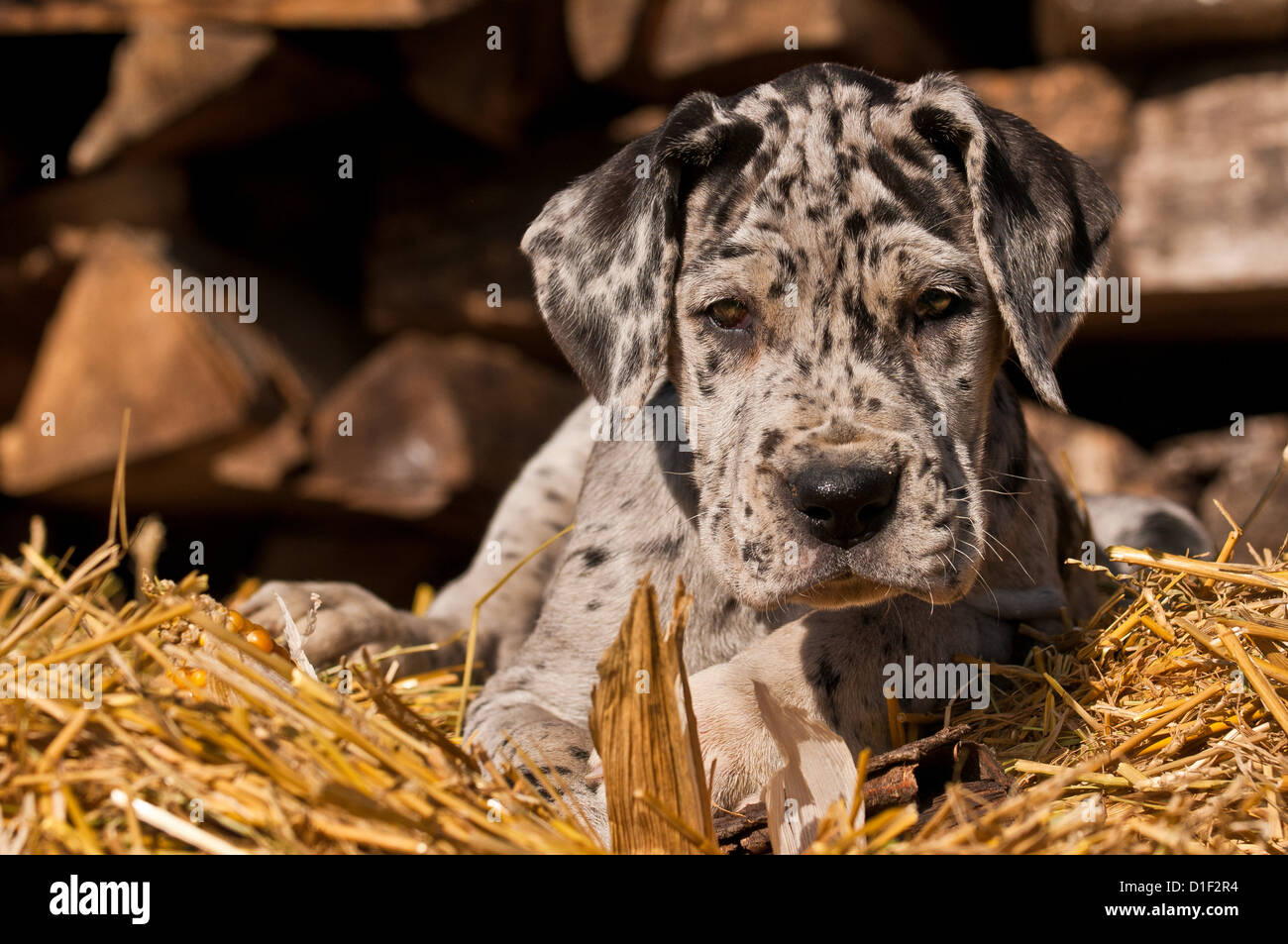 Deutsche Dogge Welpen im Stroh, Porträt Stockfoto