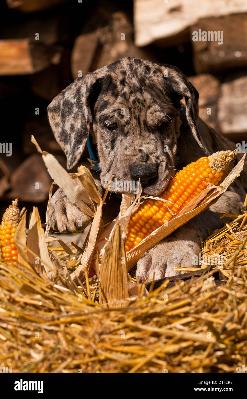 Deutsche Dogge Welpen im Stroh, Porträt Stockfoto