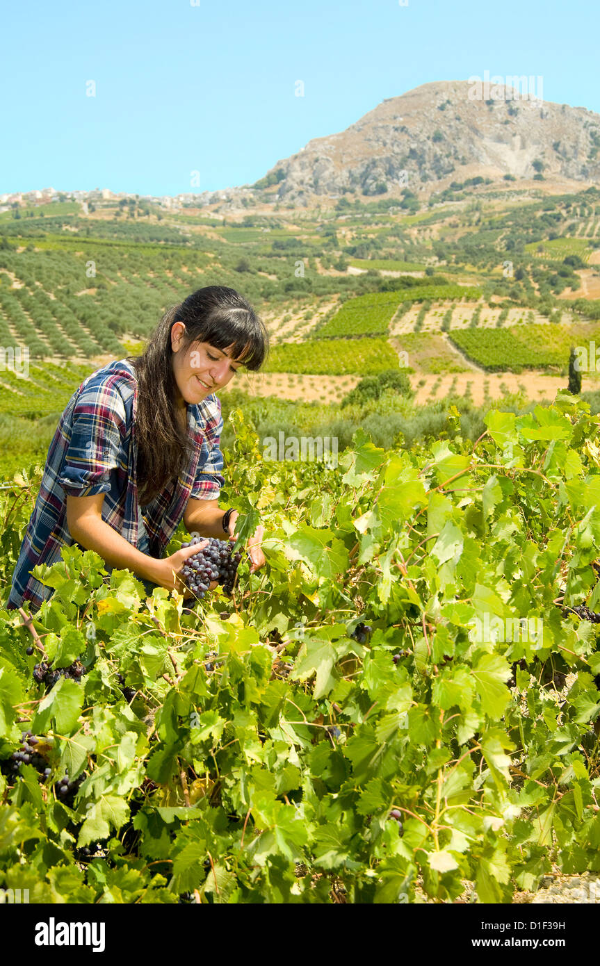 Junge Frau Weinlese, Kreta, Griechenland Stockfoto Junge Frau Weinlese, Kreta, Griechenland Stockfoto