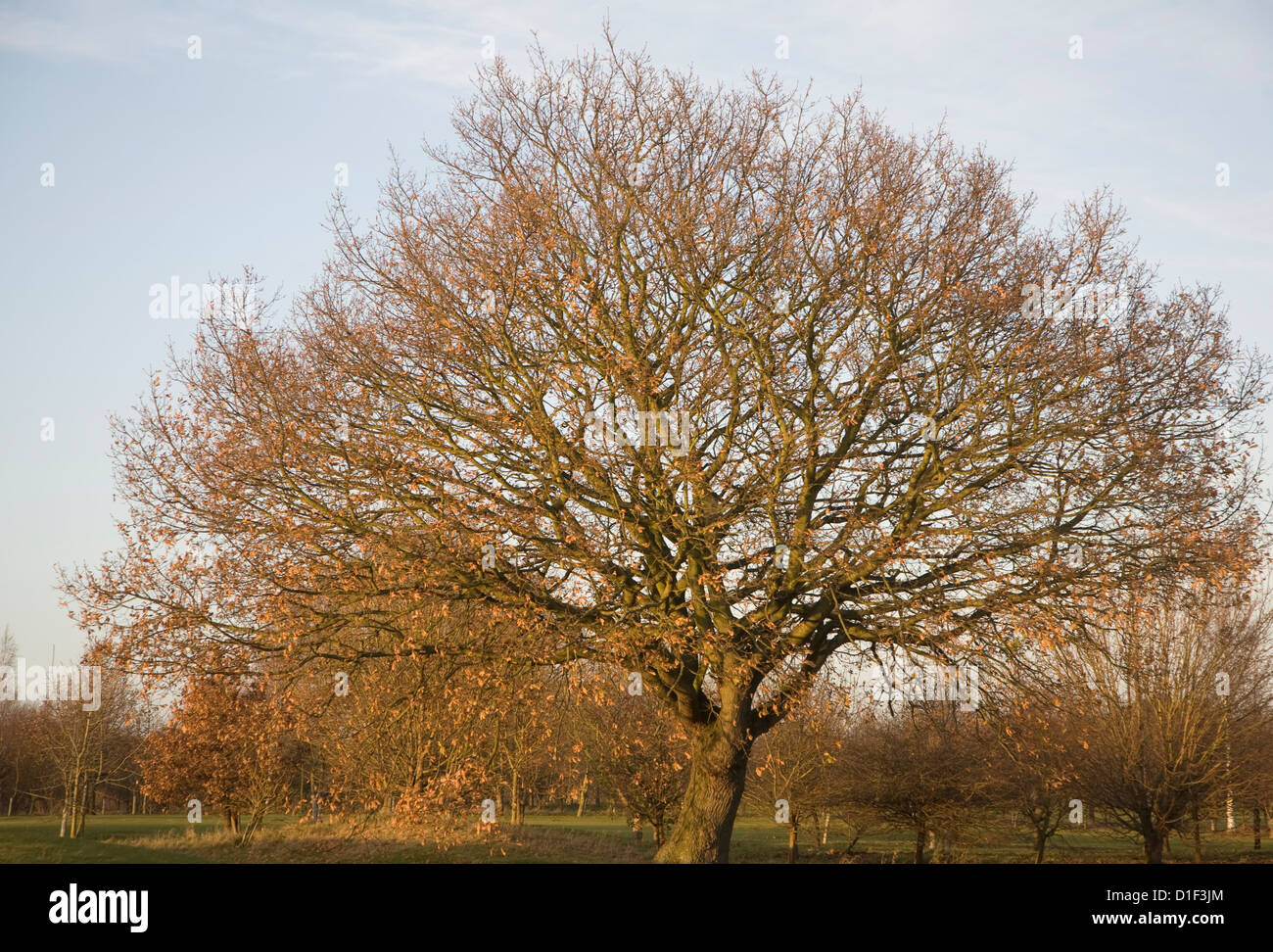 Kahlen Laubbaum mit letzten Blätter im winter Stockfoto