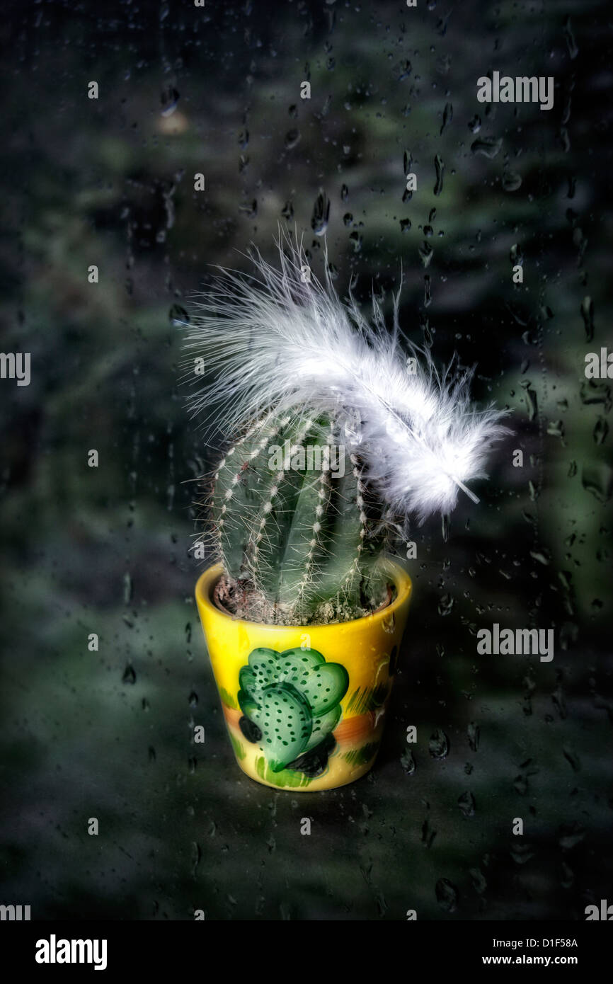 ein Kaktus in einen Blumentopf mit einer weißen Feder hinter einem Fenster mit Regen fällt Stockfoto