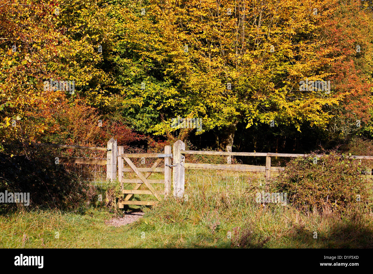 HERBST-GATEWAY. HATFIELD FOREST ESSEX UK. Stockfoto