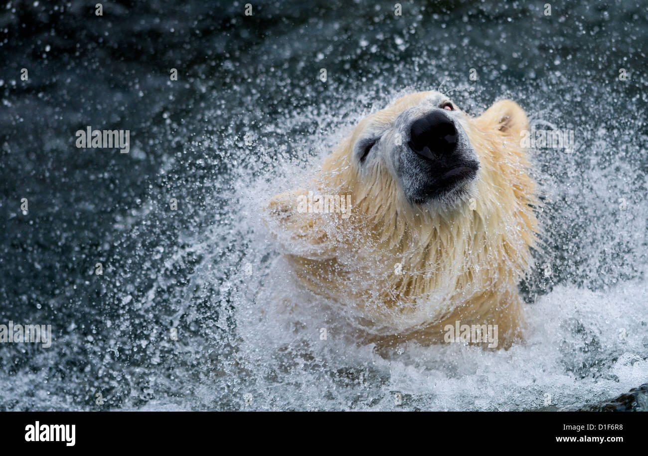 Eisbär-Sprinter schüttelt den Kopf, als er einen Sprung in das Wasserbecken in seinem Gehege im Zoo in Hannover, 13. Dezember 2012 nimmt. Zu seinem fünften Geburtstag, Sprinter präsentierte sich mit einem über dreidimensionale Schneeball. Foto: Peter Steffen Stockfoto