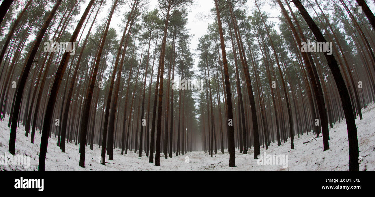 Blick auf ein Pinienwald in der Nähe von Briesen, Deutschland, 17. Dezember 2012. Am 18. Dezember 2012 präsentieren das Bundesland Brandenburg den Bericht über die Waldschäden. Brandenburg ist bekannt für seine riesigen Pinienwäldern erstreckt sich über eine Fläche, die insgesamt 1,1 Mio. Hektar fasst. Foto: Patrick Pleul Stockfoto