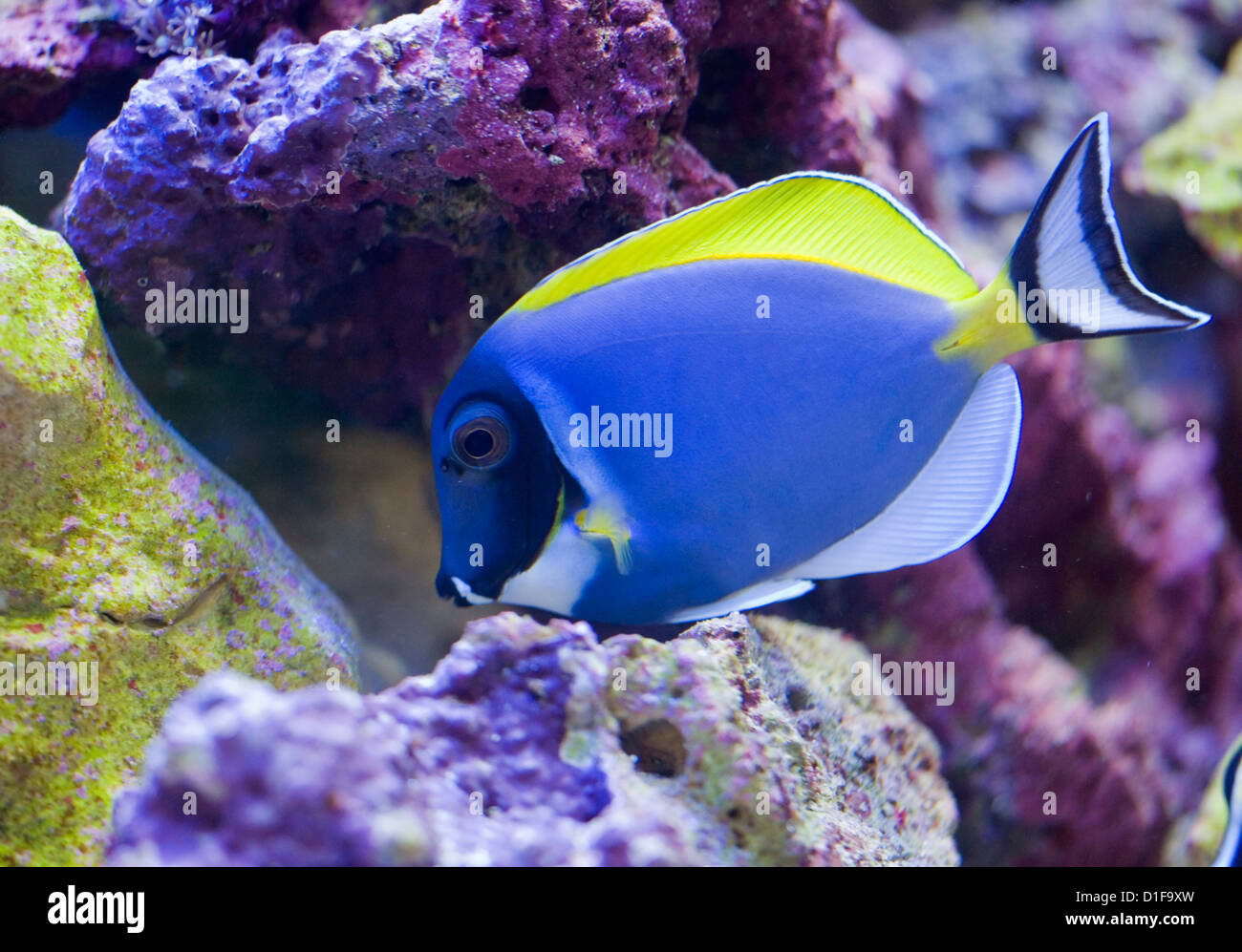 Powder Blue Doktorfisch Acanthurus Leucosternon alleinstehende Erwachsene in einem Fish tank UK Stockfoto