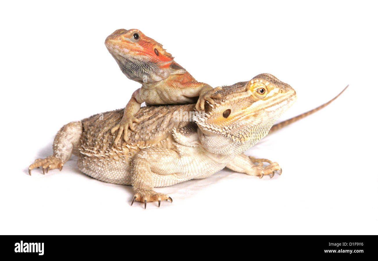 Bearded Dragon Pogona Vitticeps zwei Erwachsene ruhen Studio, UK Stockfoto