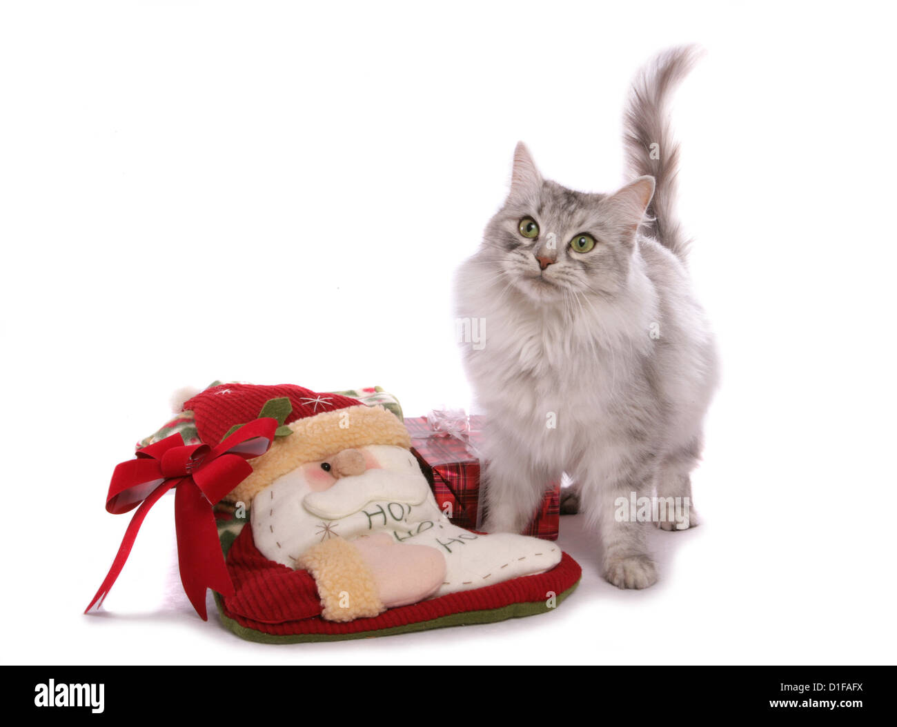 Silber Schildpatt Sibirische Katze einzigen Erwachsenen stehen in einem Studio UK Stockfoto