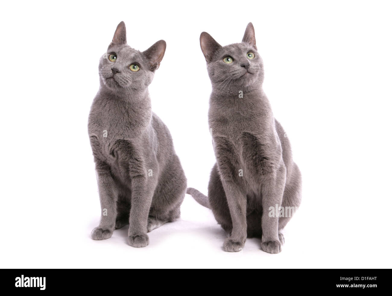 Russisch Blau Katzen zwei Erwachsene sitzen in einem Studio UK Stockfoto