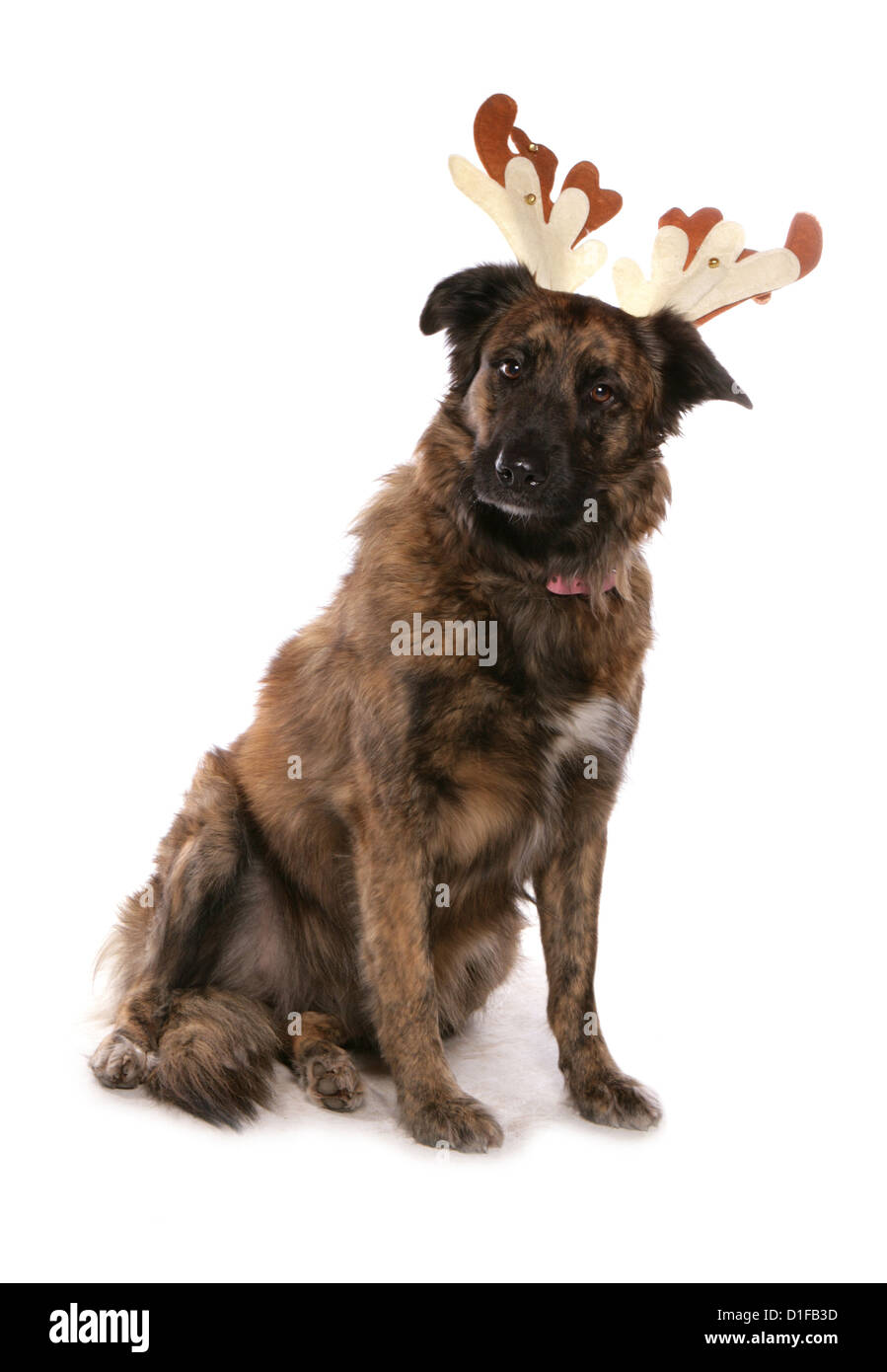 Weihnachten Hund alleinstehende Erwachsene tragen Weihnachten Rentier